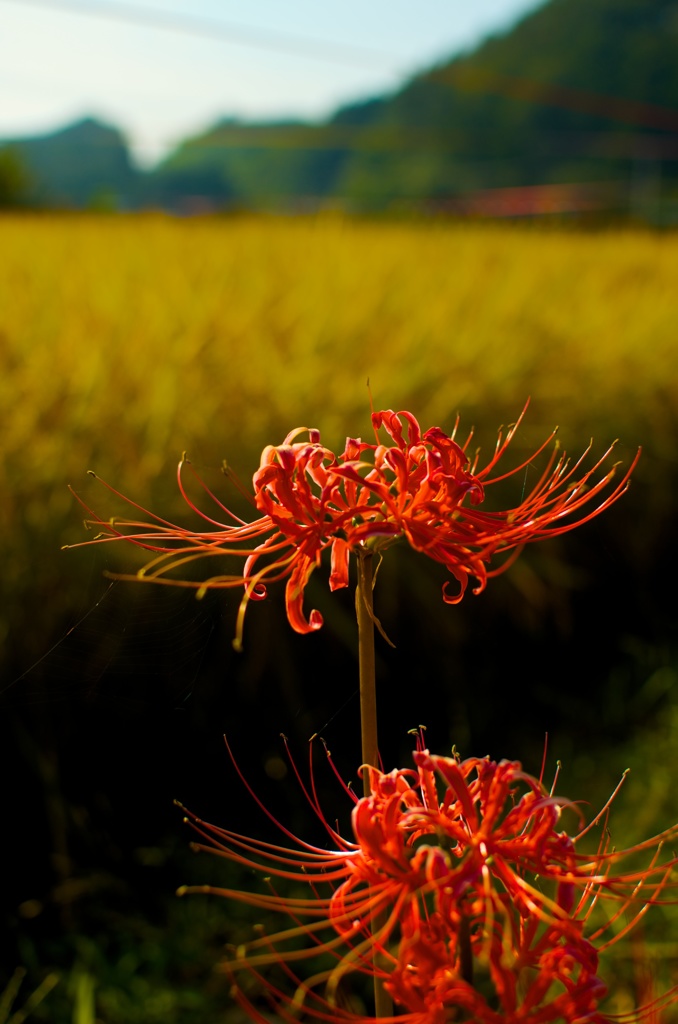 田んぼの華