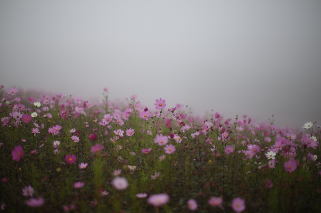 朝霧の中のコスモス