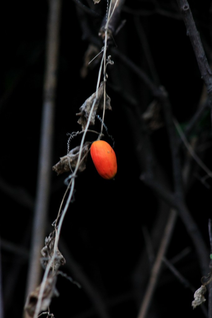 おいしくいただきました
