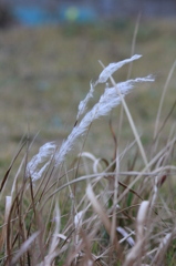 綿草