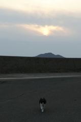 夕日を背にすることでエサがもらえると確信したフンボルトくんは、
