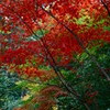 実際に撮れたのは、