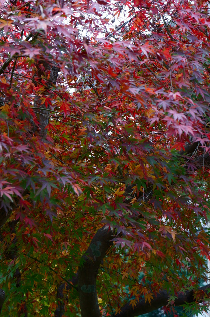 混ざっている時の紅葉も、