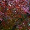 混ざっている時の紅葉も、
