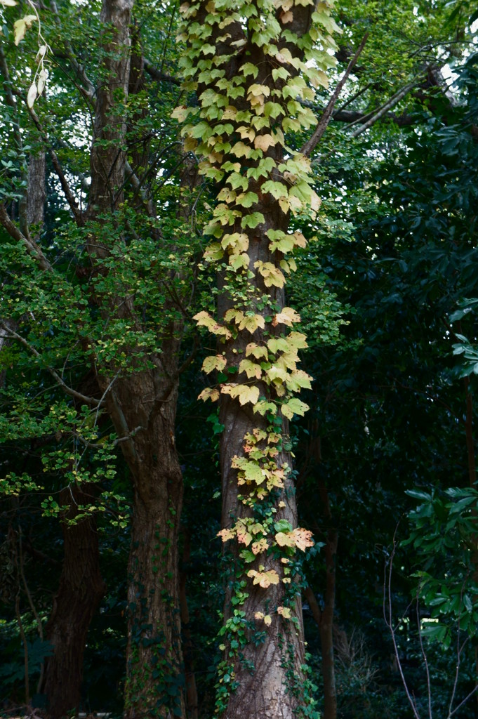 これはあれですか、