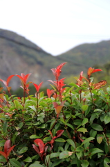 紅葉
