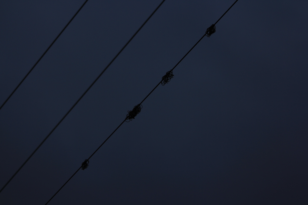 電線にナゾのもじゃもじゃ