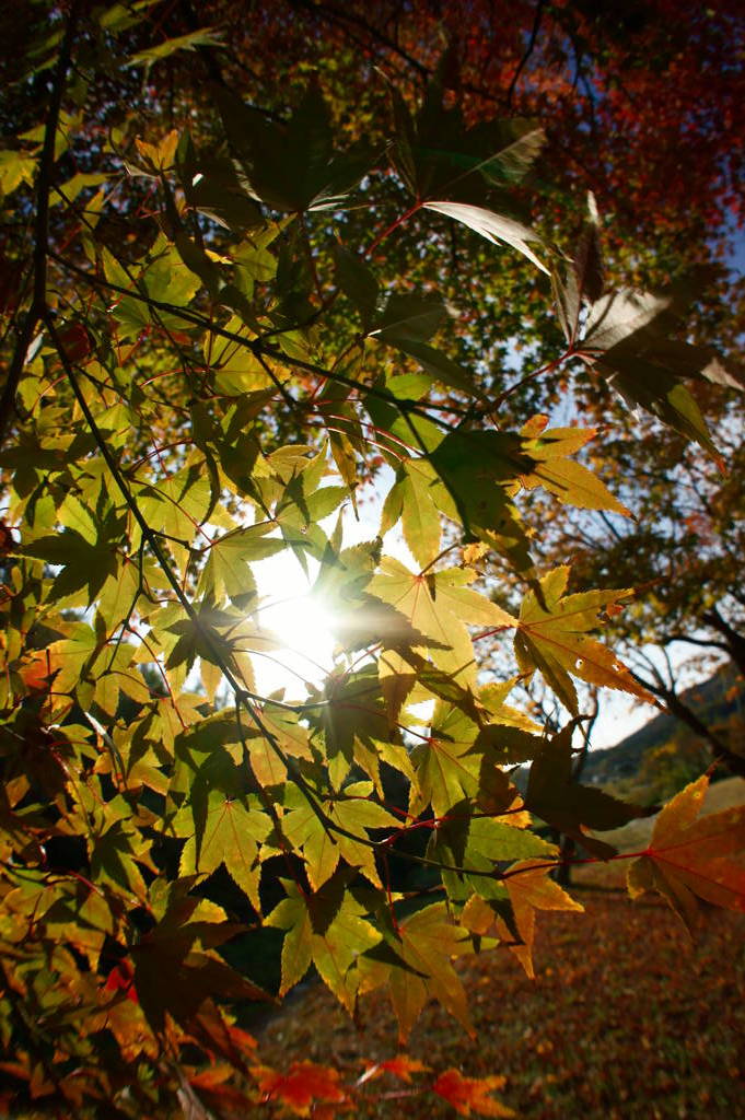 紅葉日和