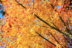 黄色でも紅葉