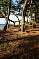 松だらけ