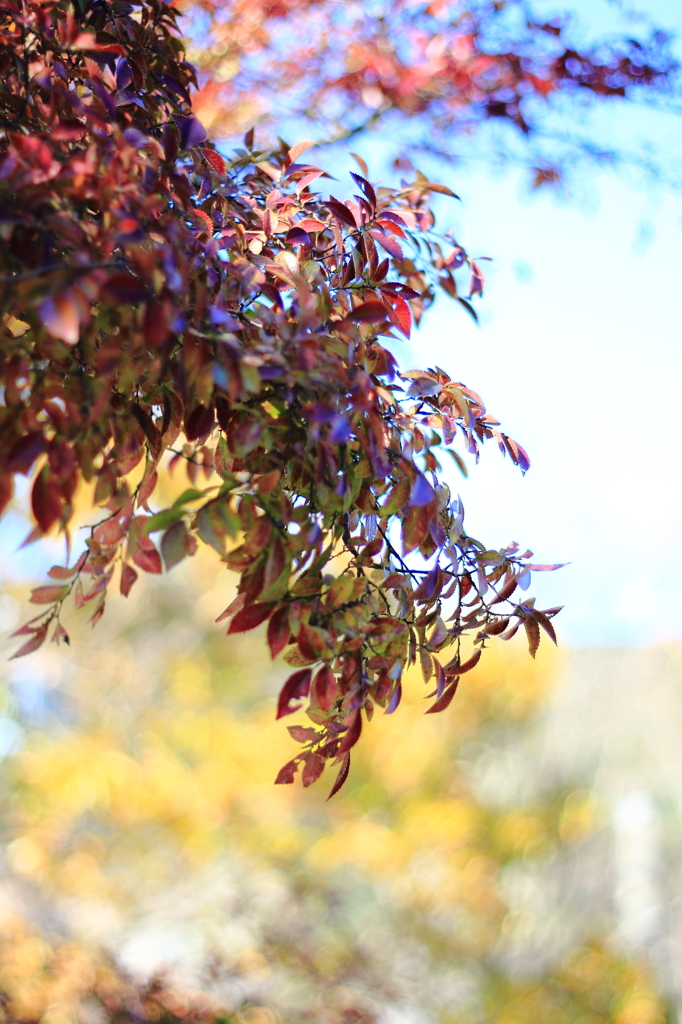 なんだか赤くなっているので、