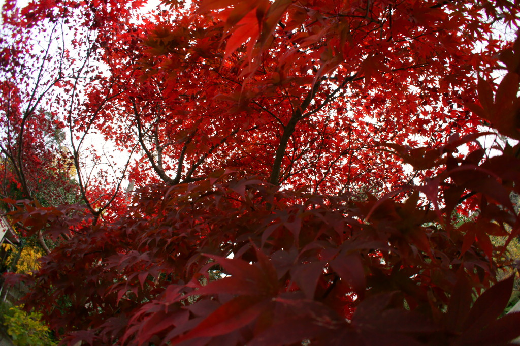 襲いかかる紅