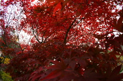 襲いかかる紅