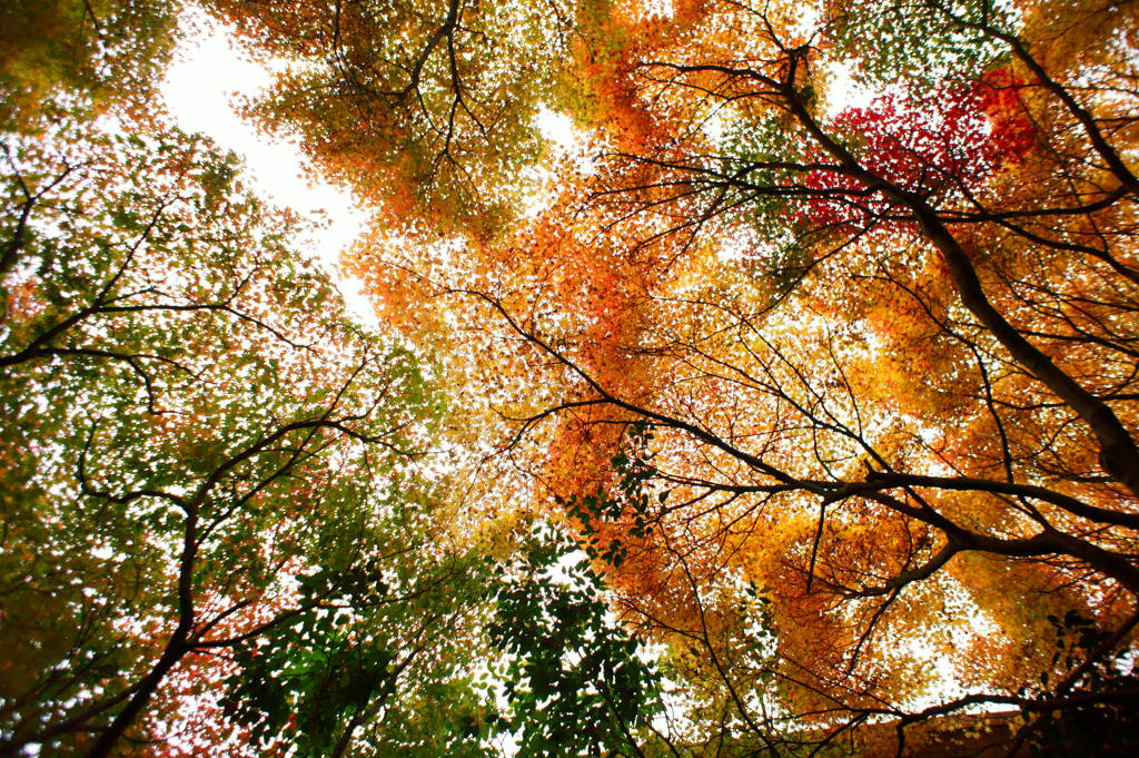 必ず人間はこうゆうのを見上げると、