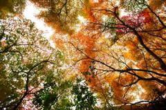 必ず人間はこうゆうのを見上げると、