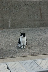 なぜフンボルトくんは左を見ているのかというと、