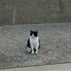なぜフンボルトくんは左を見ているのかというと、