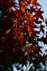 夕刻の紅葉