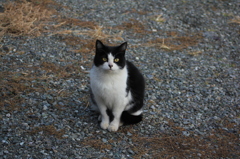 エサをくれるまで待つフンボルトくん