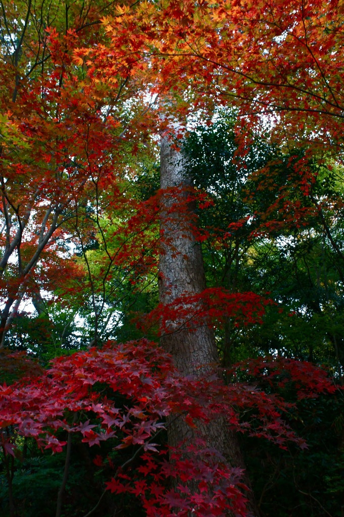 まん中の木は紅葉に、