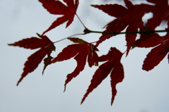 ムシ喰いの紅