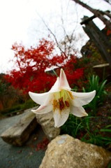 花粉乱れすぎ