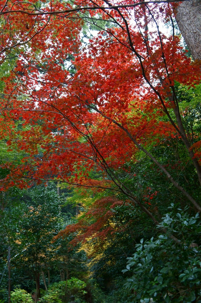 モミジの枝っていうのは、