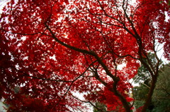 いや～アカいですねえ。