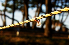 一本のロープでも、とても重要な、