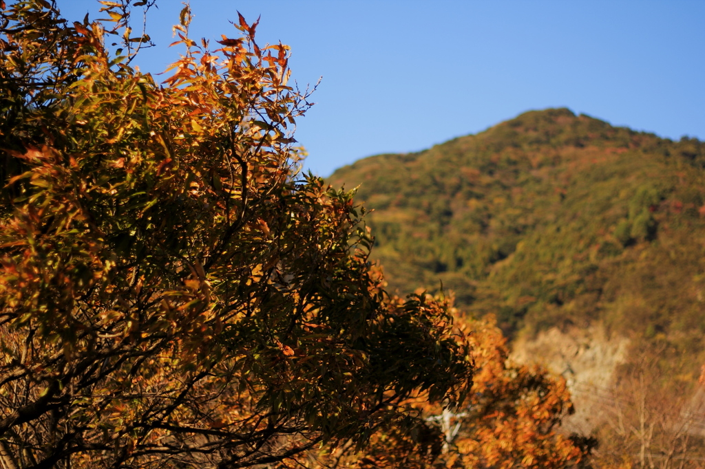 紅葉というより、