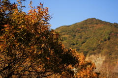紅葉というより、