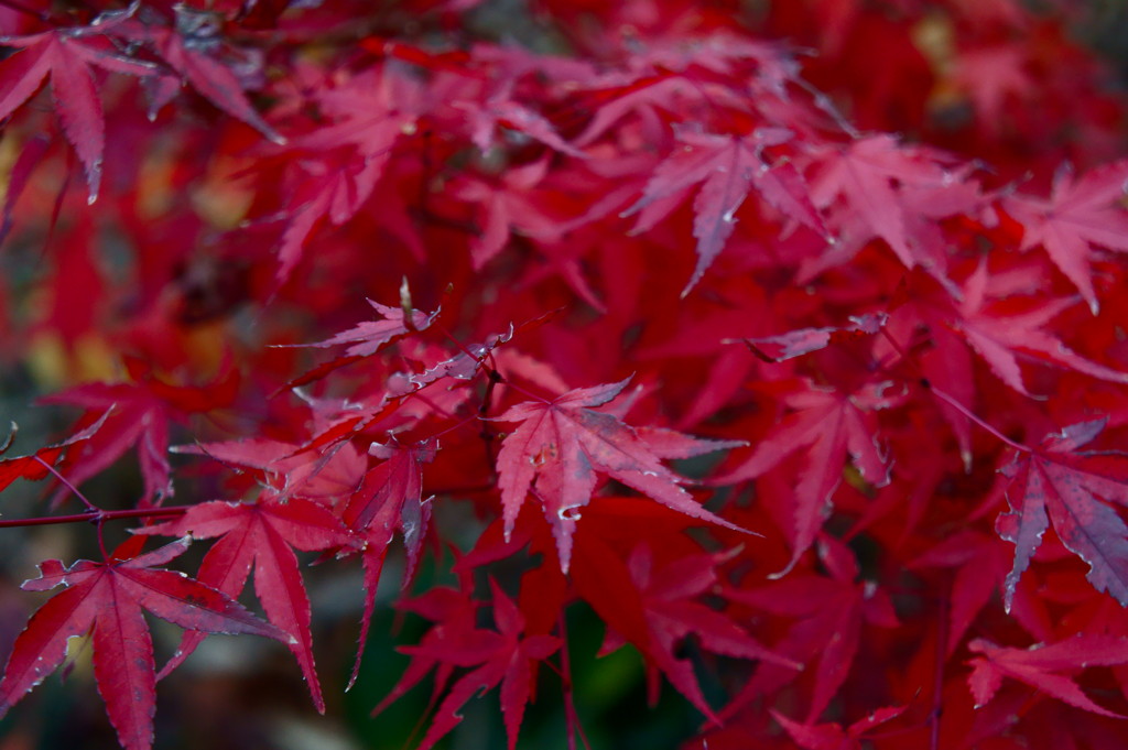 枯れはじめた紅