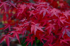 枯れはじめた紅