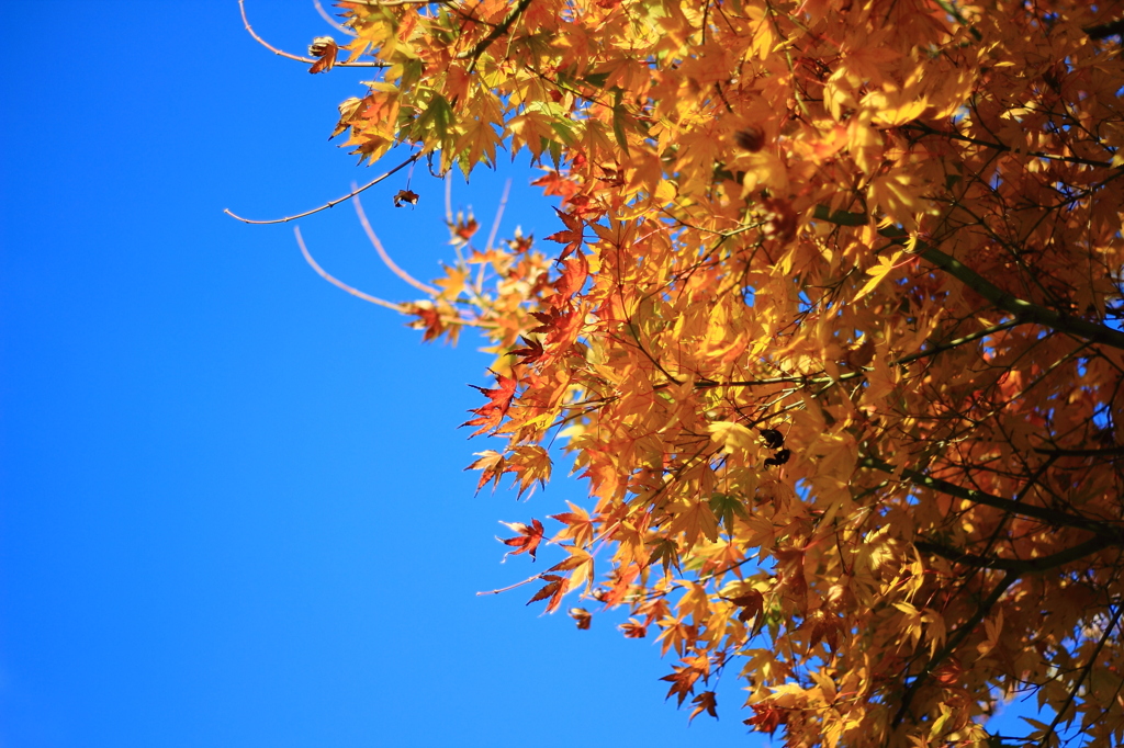 紅葉と青い空
