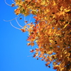 紅葉と青い空