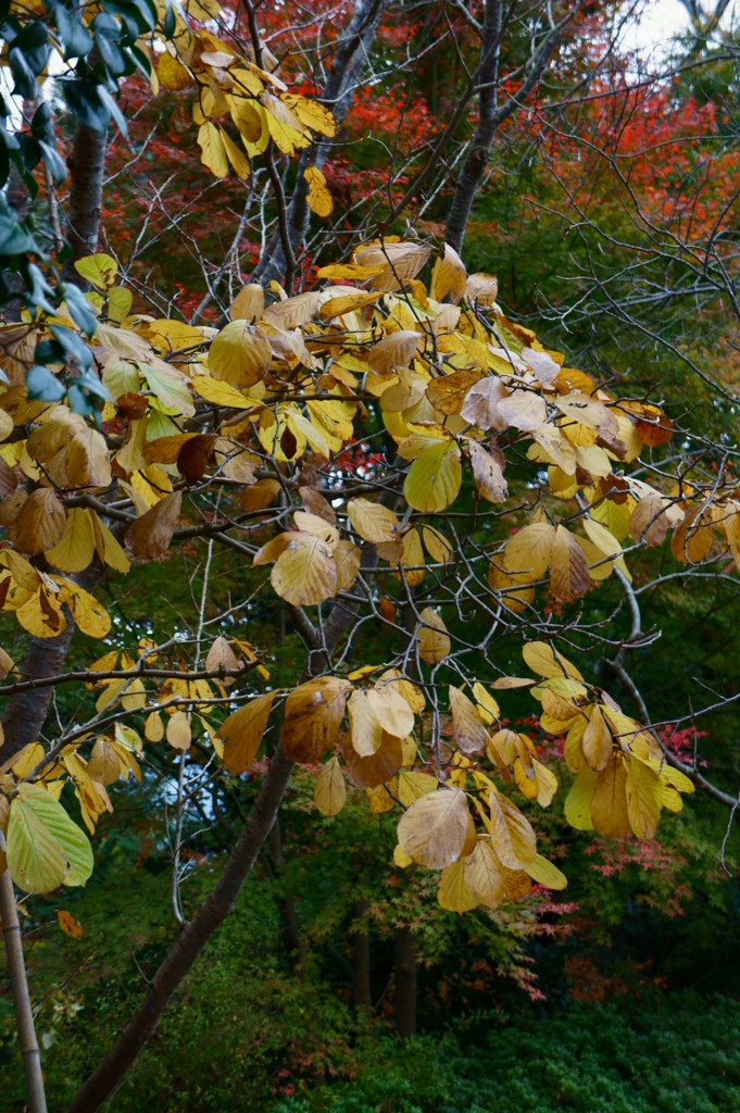 インルンマの木