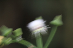 強風 vs 300mm