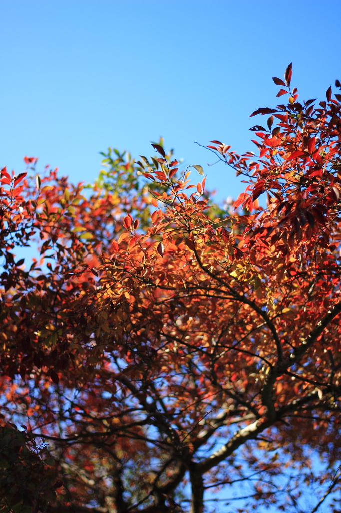 紅葉の木を探すのって、