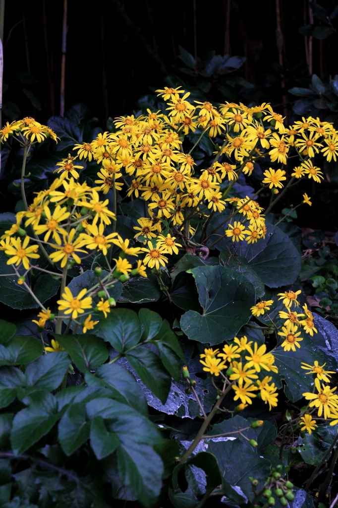 曇りの日は特に目立つ黄色の花