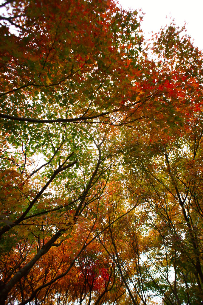 真っ赤な紅葉もいいけれど、