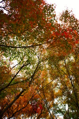 真っ赤な紅葉もいいけれど、