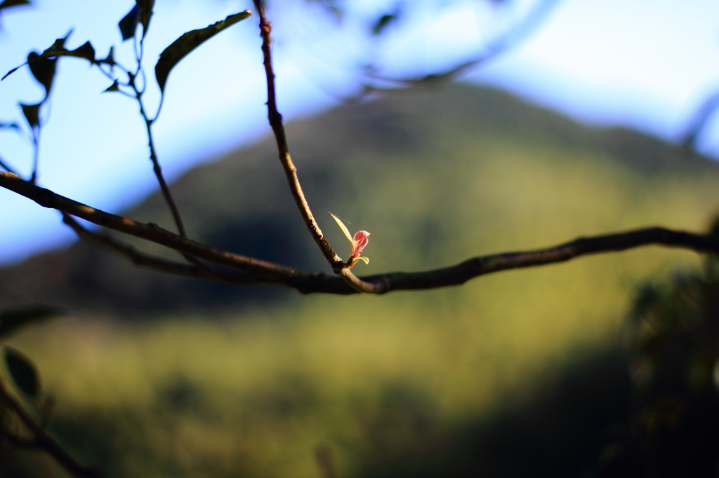 紅葉が終わると、