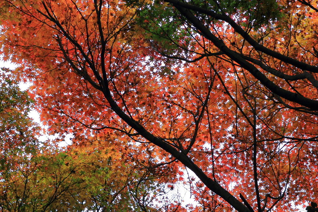 紅葉を見に行くと、