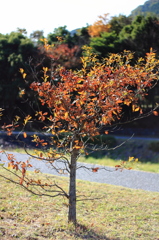 ちいさな紅葉