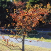 ちいさな紅葉