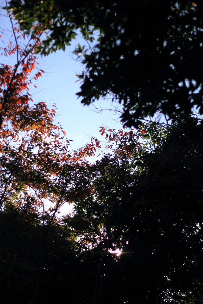 わずかながらの紅葉