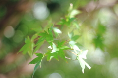 朝のすがすがしさ