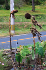 夏の花といえば、