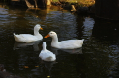 お散歩