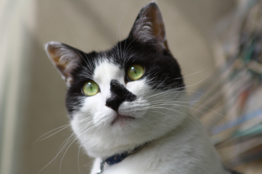 ねこ